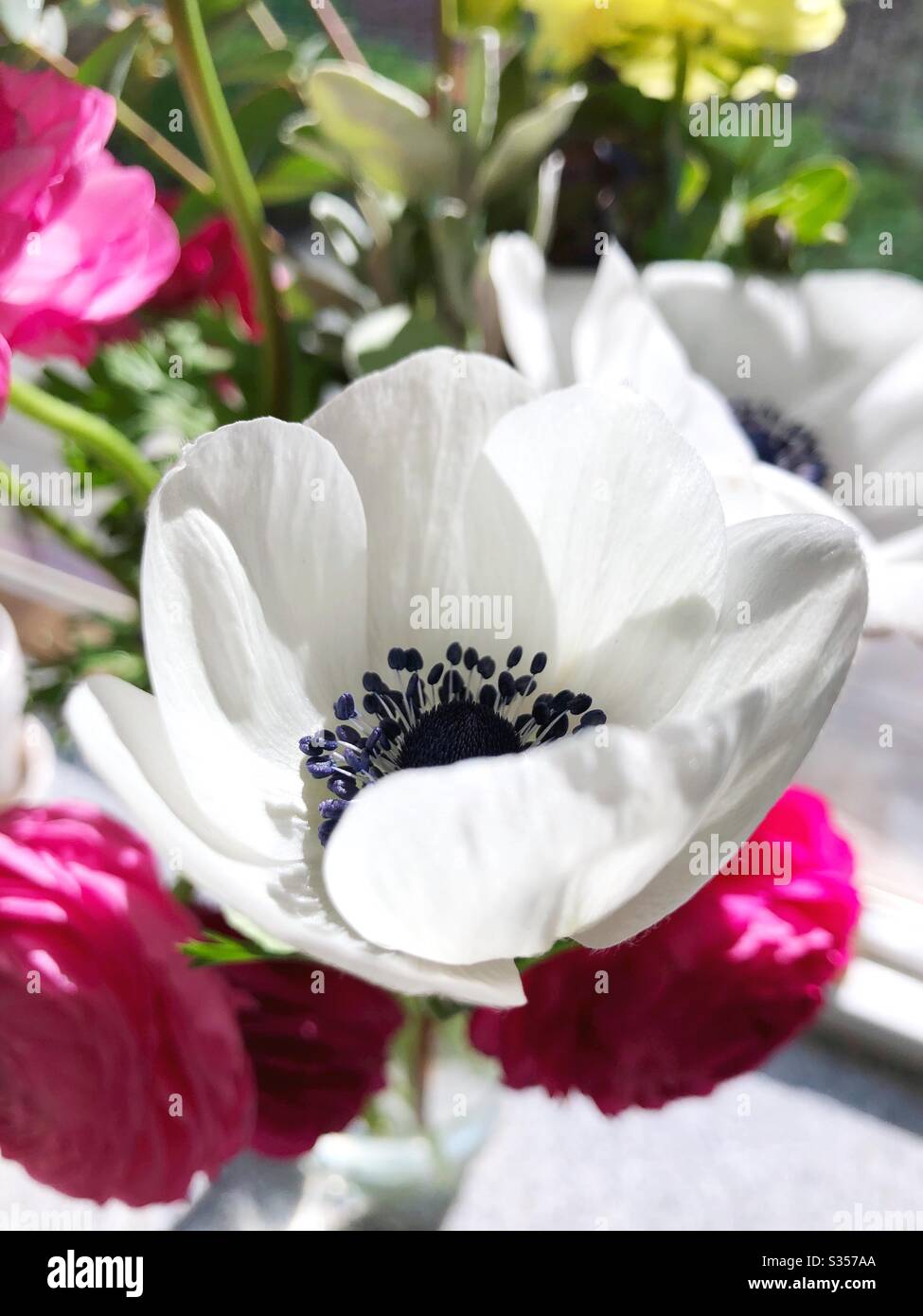 A Panda Anemone Flower Stock Photo Alamy A Panda Anemone Flower Stock Photo Alamy