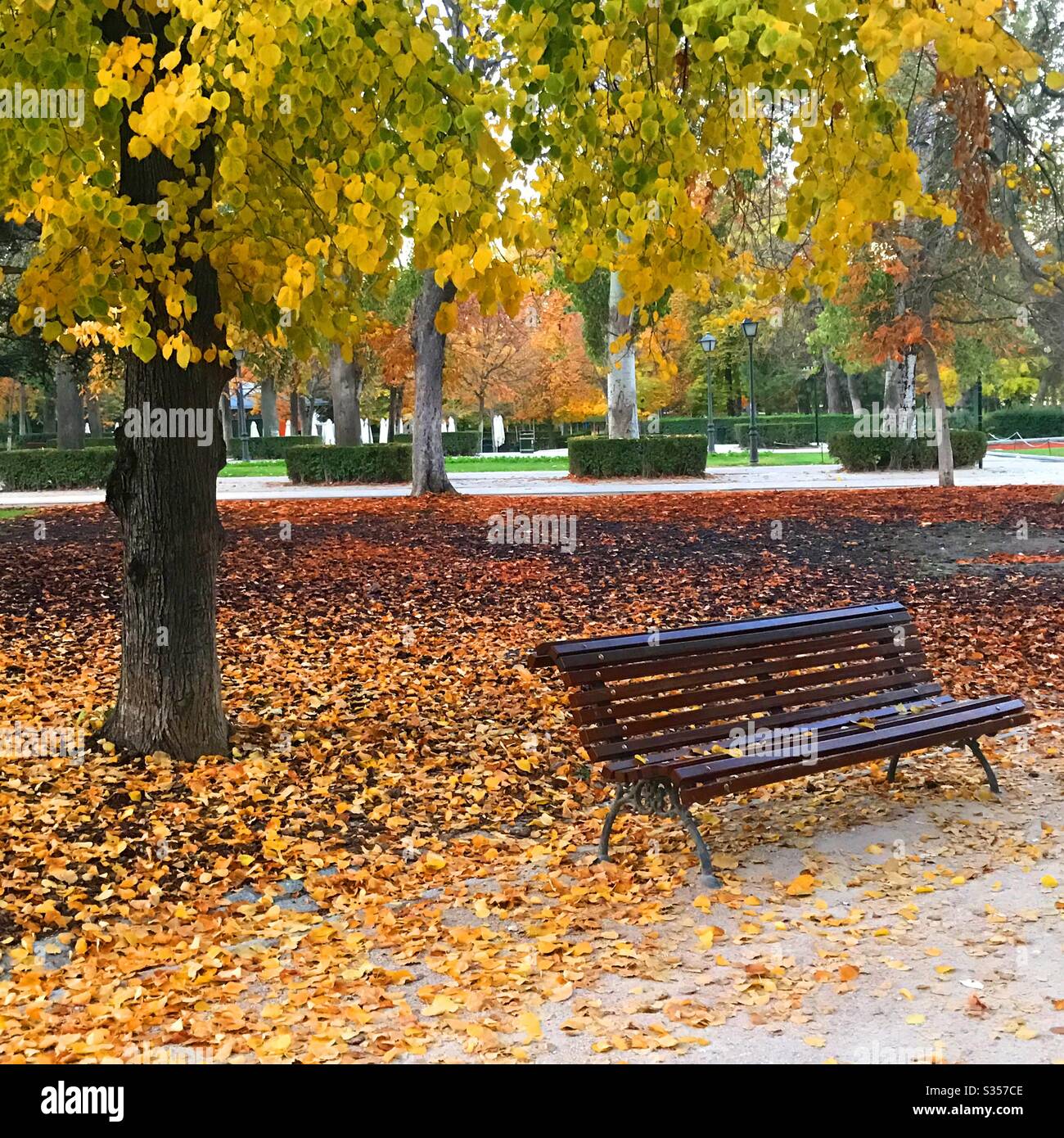 Park in Autumn. - Smartphone Captured Stock Image