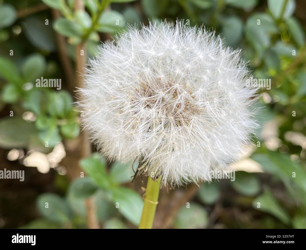 Wish hi-res stock and images - Alamy