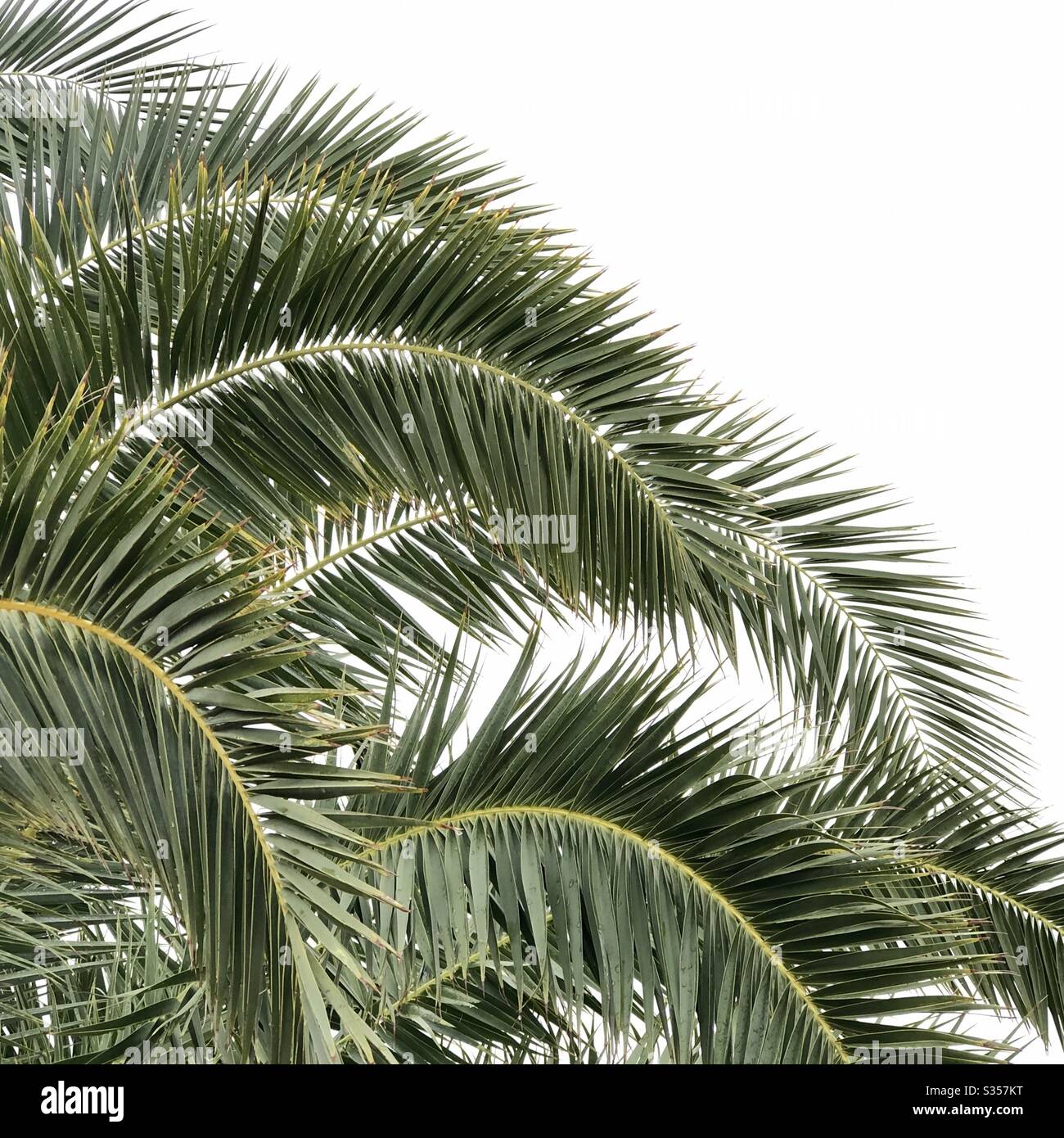 Several palm tree branches hi-res stock photography and images - Alamy