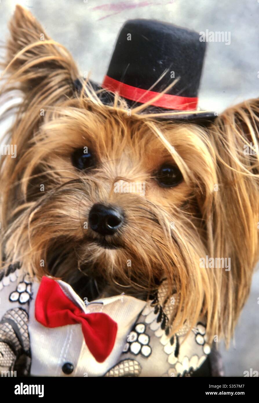 Pekinese Dog in top hat with bow tie costume close up Stock Photo