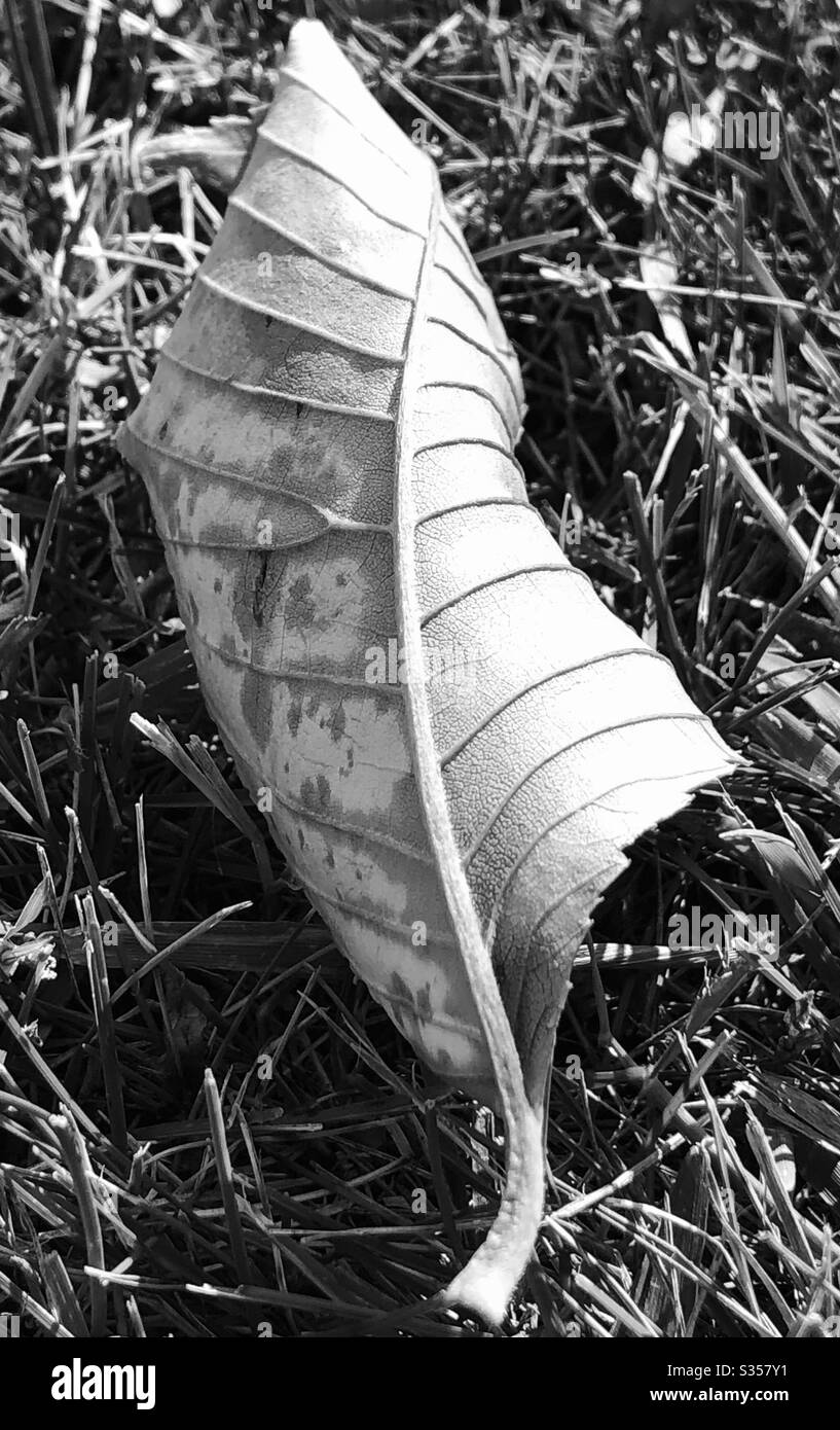 Black and white of dried leaves during autumn’s changing season Stock Photo