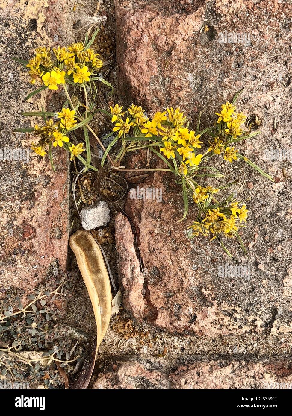 Tiny plants, growing between bricks, yellow flowers, weeds, tiny green plant, textures, tiny life, nature, natural, survival, downward angle, closeup Stock Photo