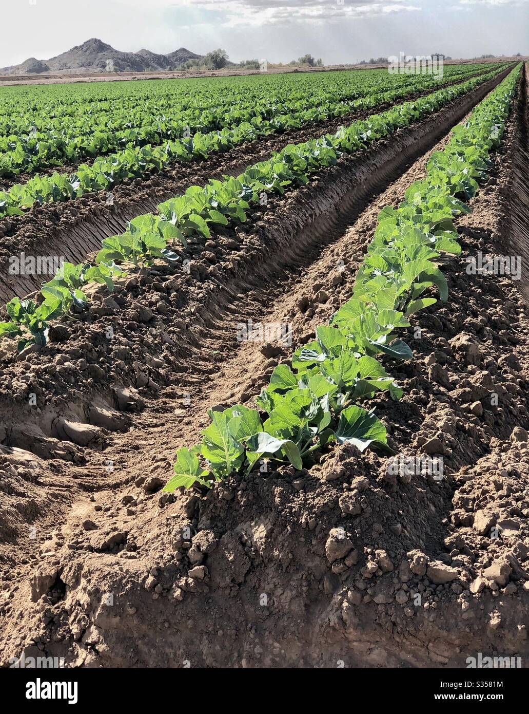 Agriculture, agricultural, farming, farmlands, rows, young plants, green, vegetable, deep