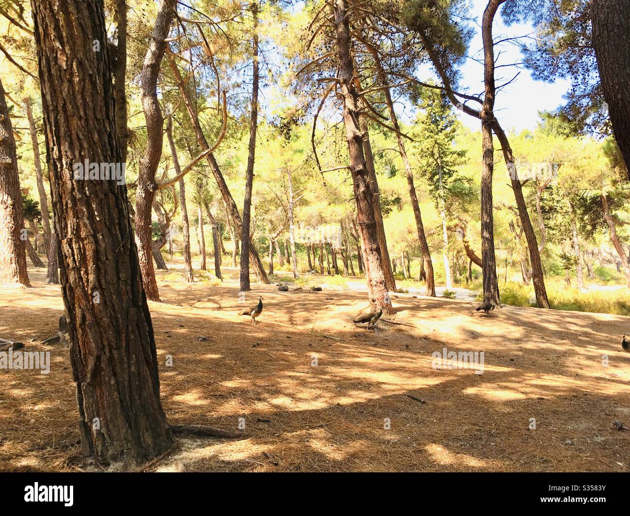 Pine forest woods Stock Photo