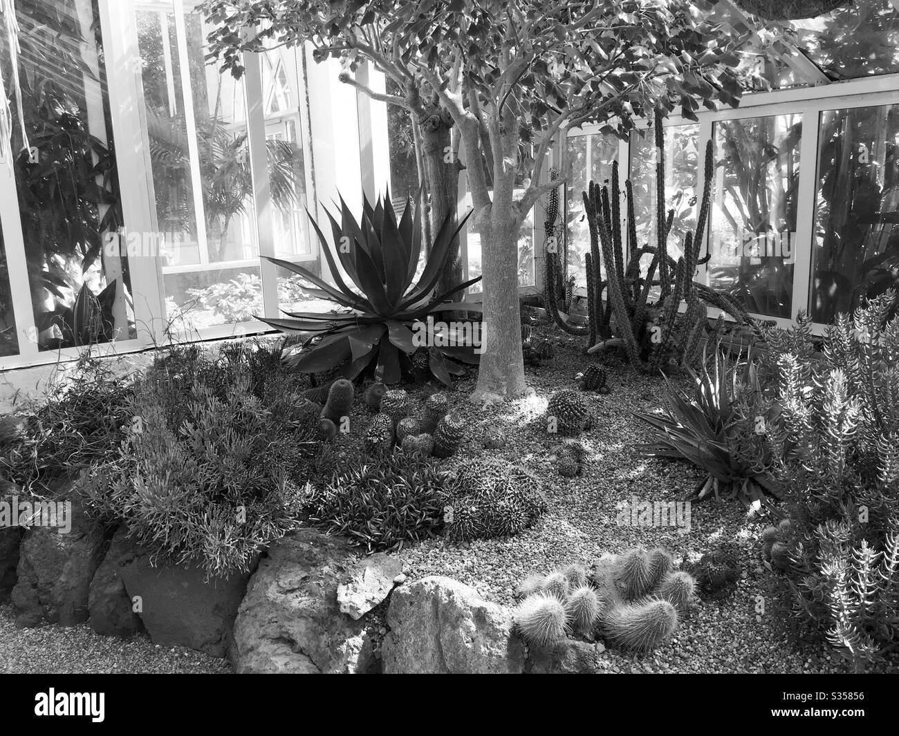 Black and white cactus succulent garden Stock Photo