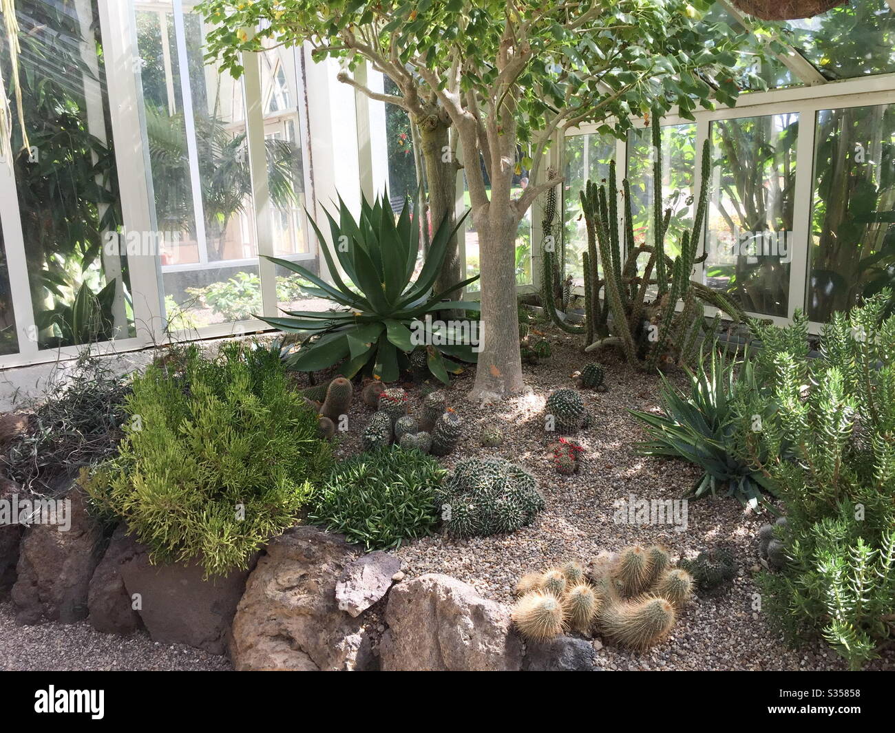 Cacti rockery garden with succulents Stock Photo