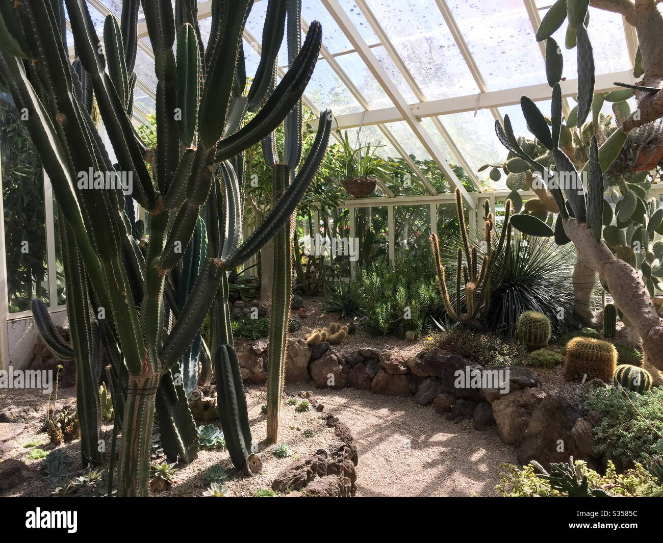 Cacti succulents rockery display garden Stock Photo