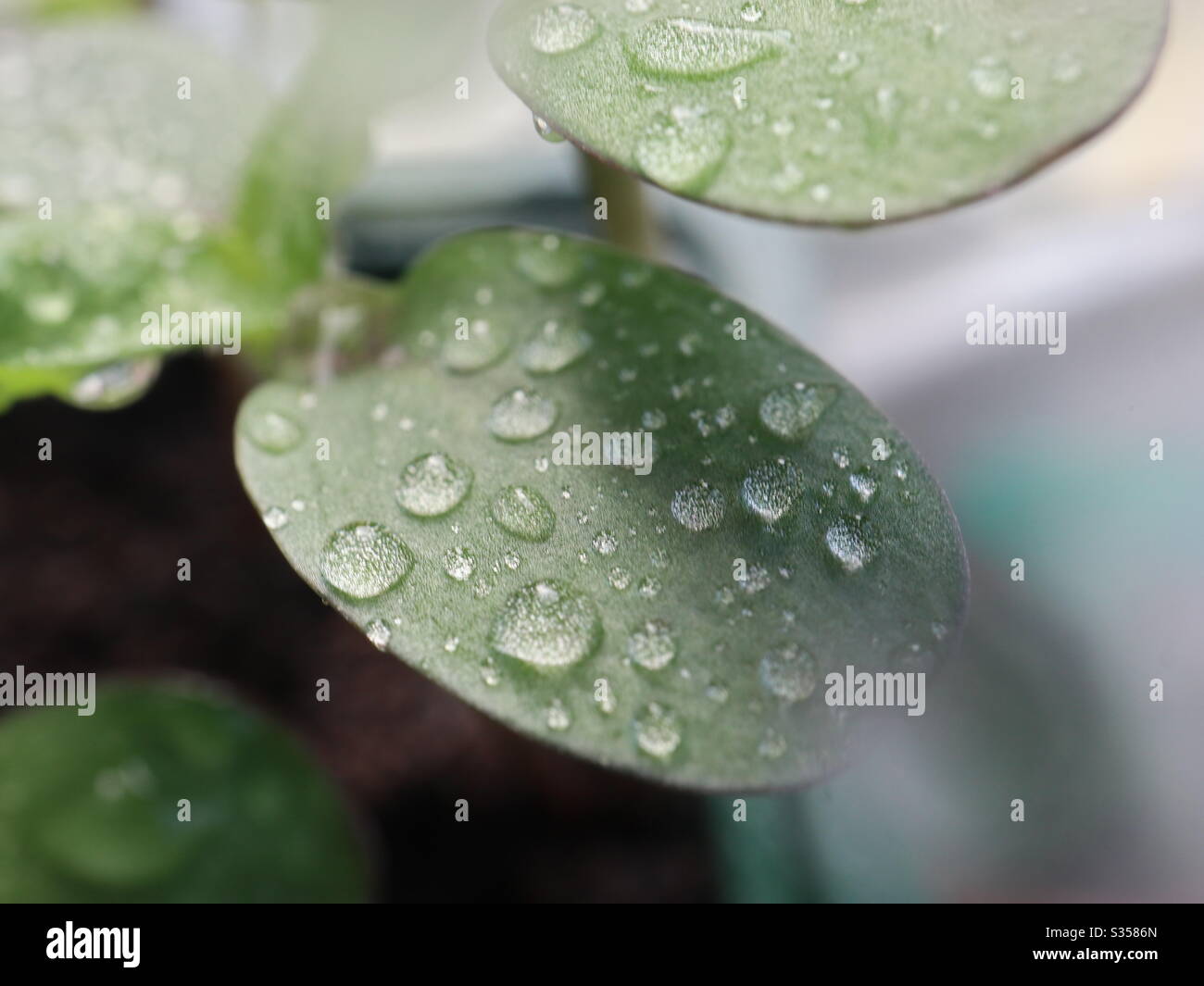 Sunflower seedling following watering Stock Photo Alamy