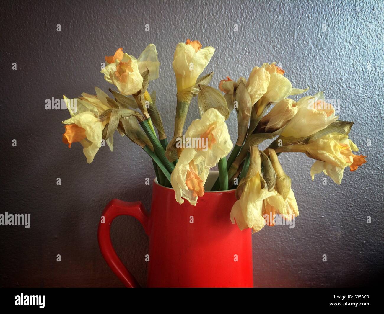 Wilted and dead daffodils in a jug - Smartphone Captured Stock Image