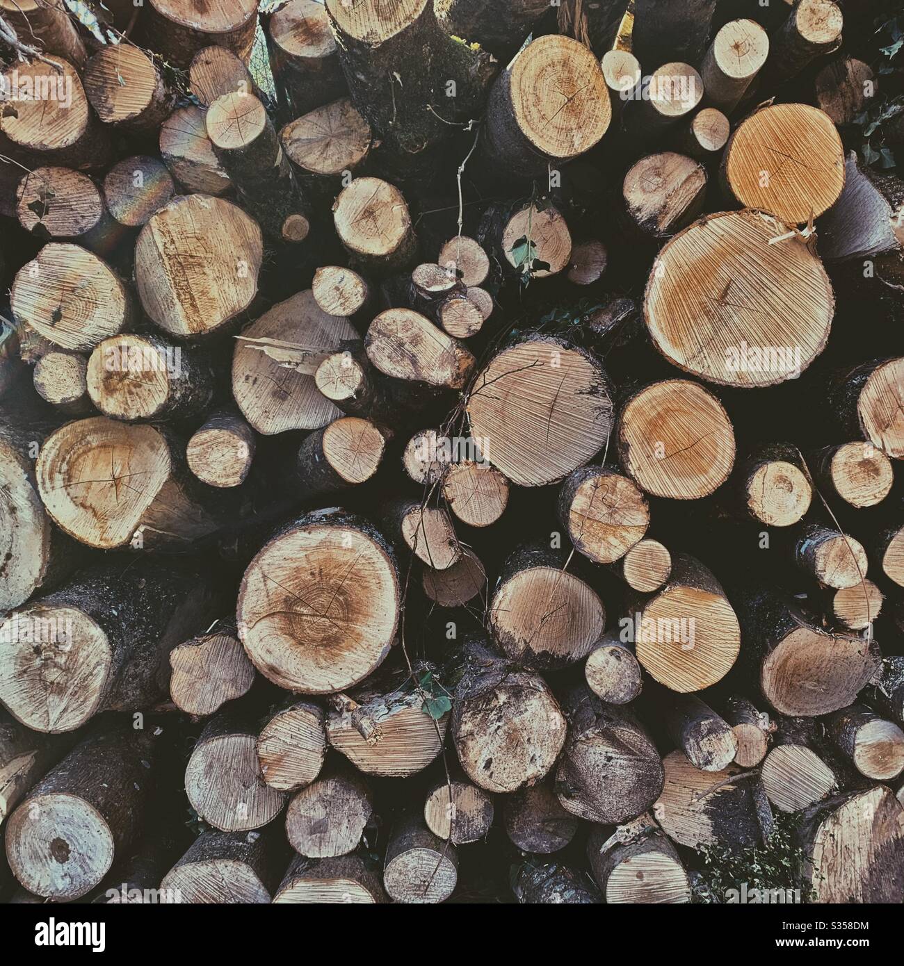 Log pile - Smartphone Captured Stock Image