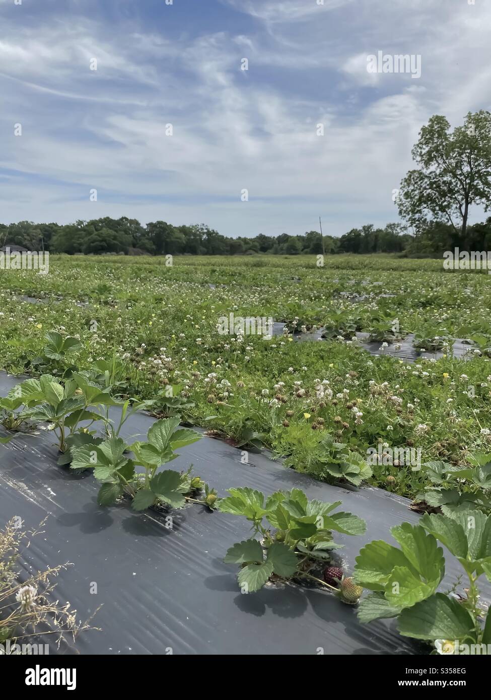 Strawberry farm with rows of healthy plants - Smartphone Captured Stock Image