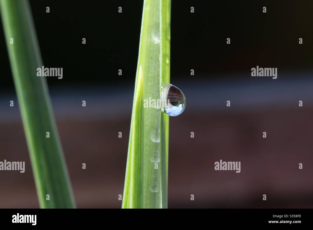 Reflection in a water droplet Stock Photo - Alamy