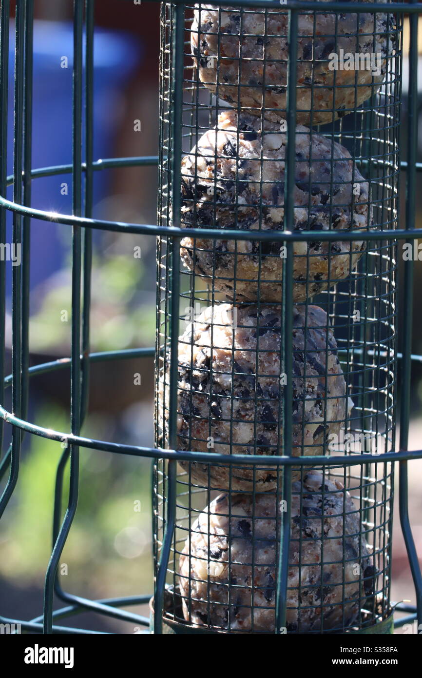 Fat balls Feeder - Smartphone Captured Stock Image