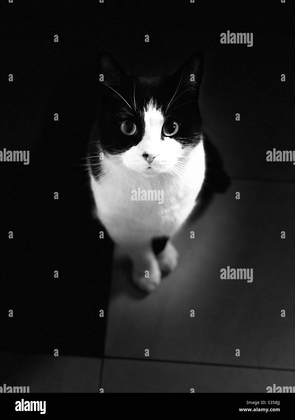 Black and white Felix cat Stock Photo - Alamy