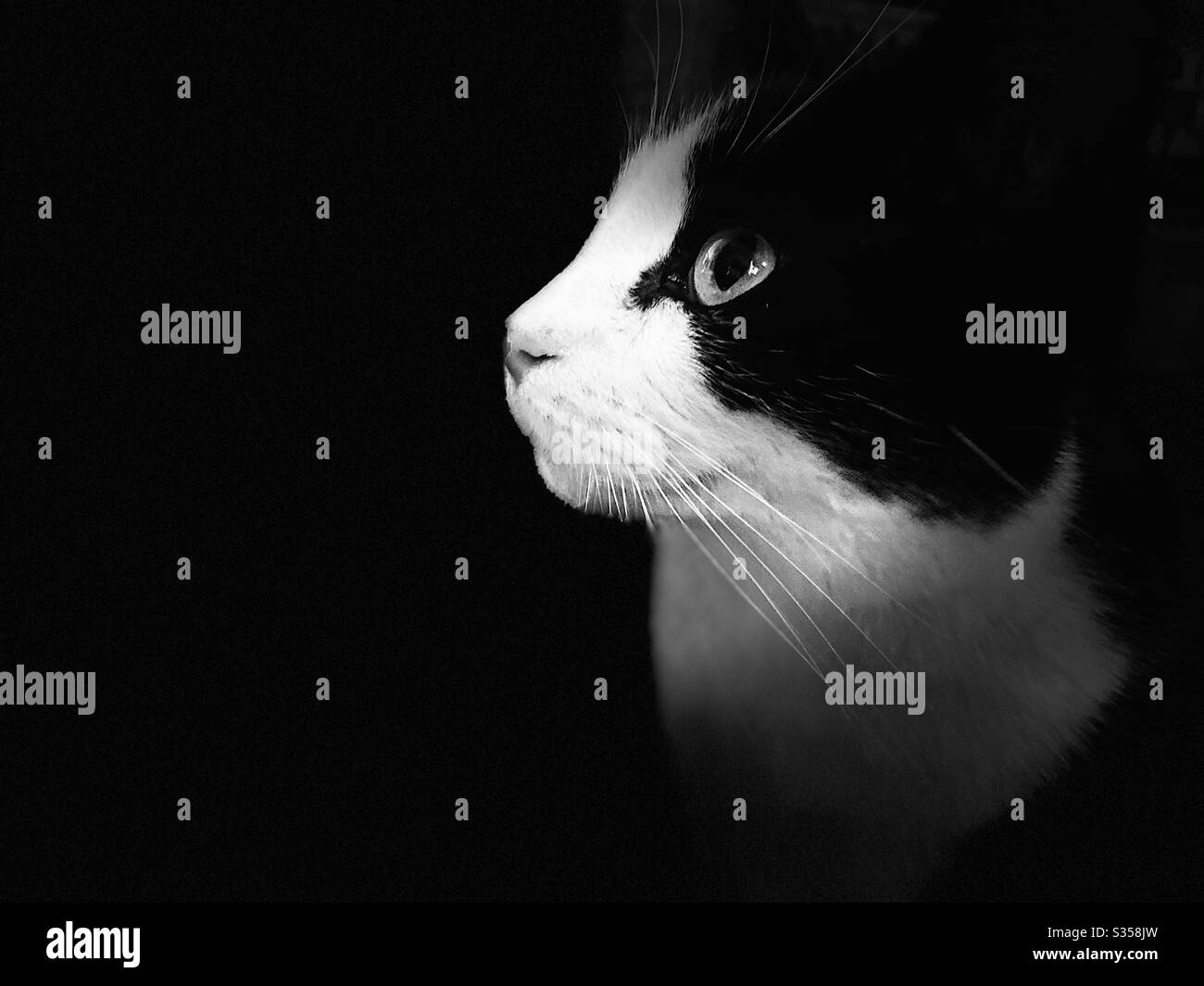 Black and white cat Stock Photo Alamy