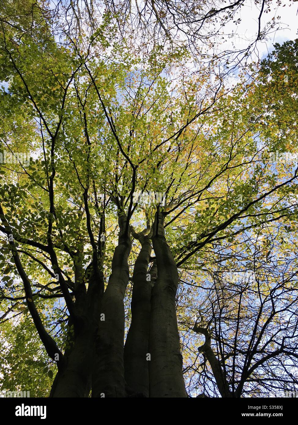 Sunlight through tree top - Smartphone Captured Stock Image