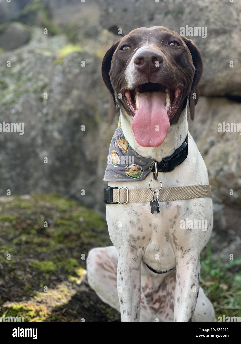Cute dog hiking hi-res stock photography and images - Alamy