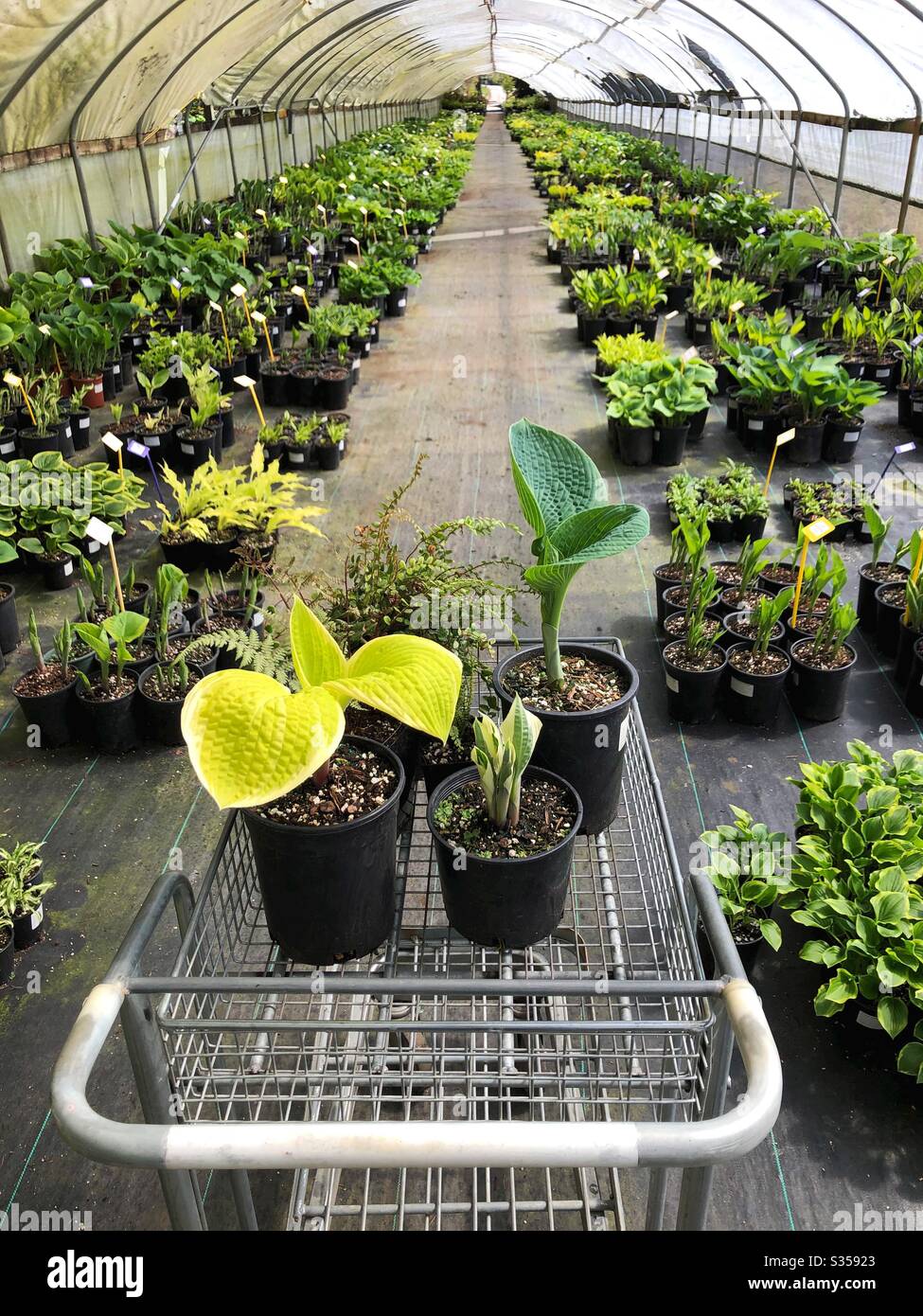 Plants for the garden hi-res stock photography and images - Alamy