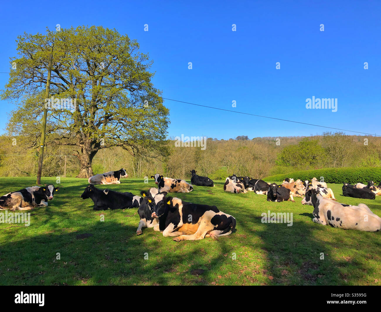 Pastoral scene with Fresian cows and a big Oak tree, South Wales, April. - Smartphone Captured Stock Image