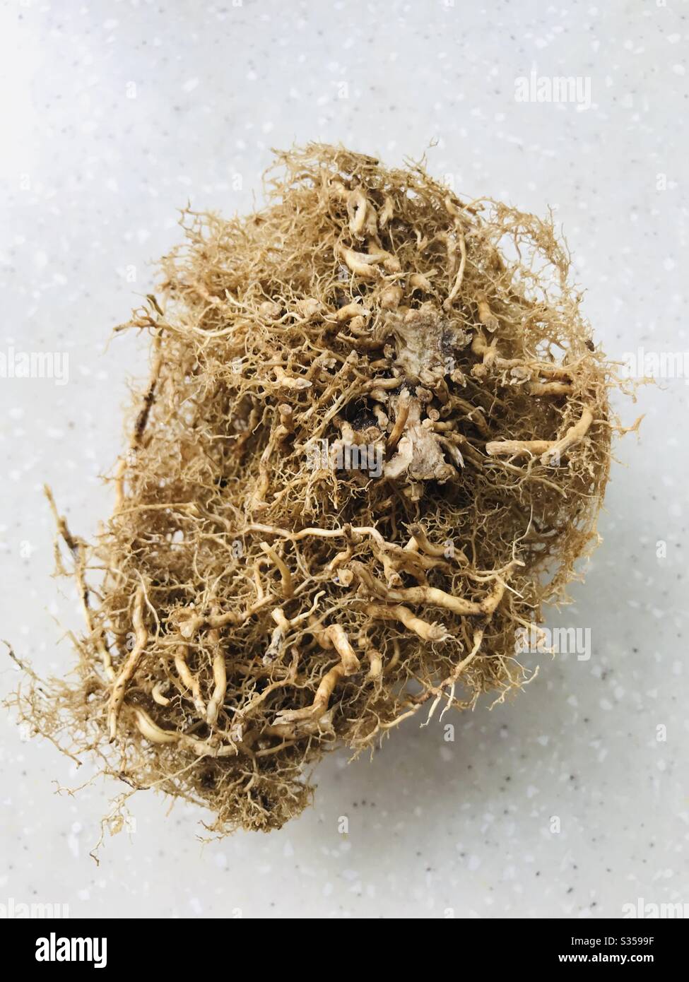 Home grown Chrysopogon Zizanioides roots - Ramacham in malayalam , Vetiver in Tamil, used for medicinal purpose , food & flavouring, perfume & aromatherapy, Singapore Stock Photo