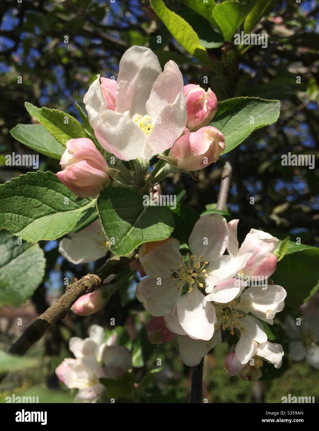 Apple blossom - Smartphone Captured Stock Image