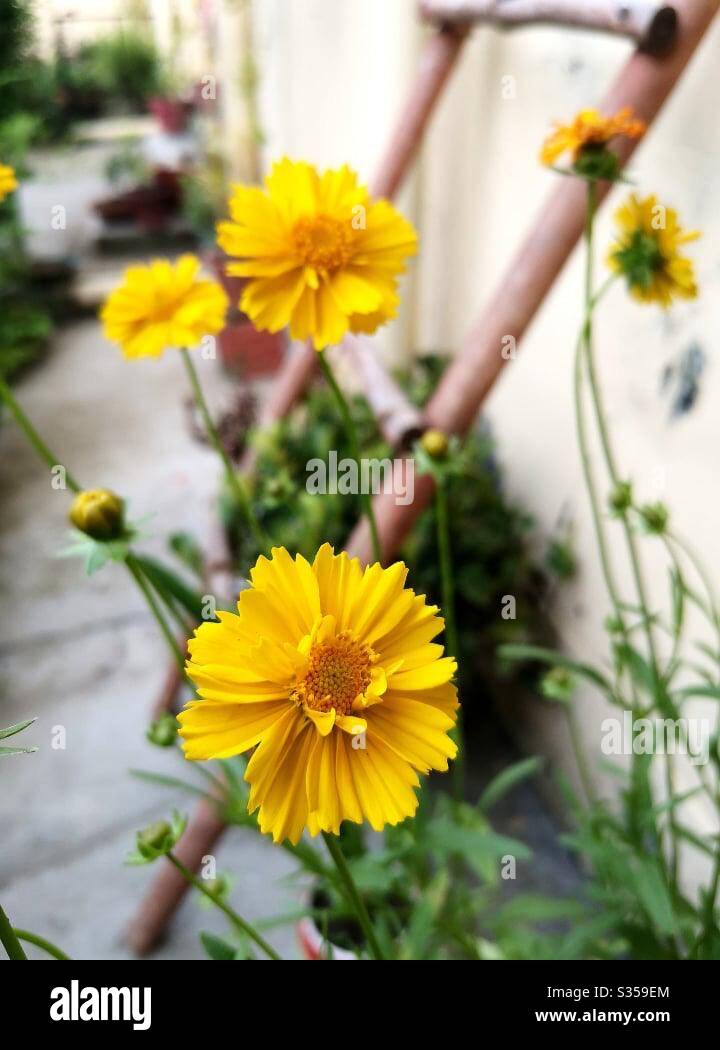 Yellow flowers - Smartphone Captured Stock Image