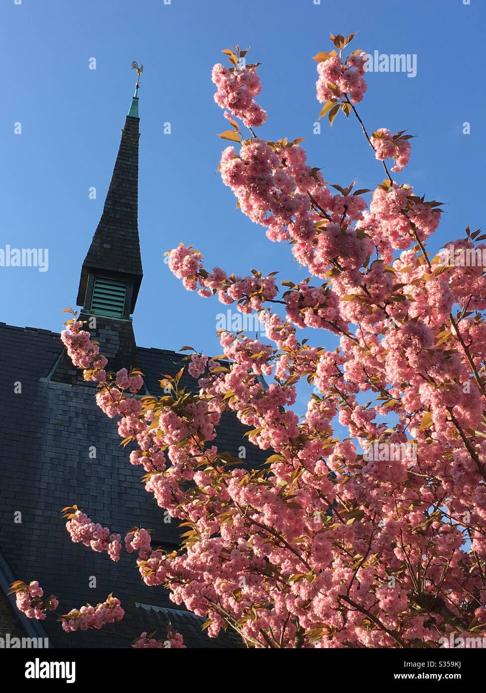 Church spire and weather vain behind pretty pink blossom tree - Smartphone Captured Stock Image