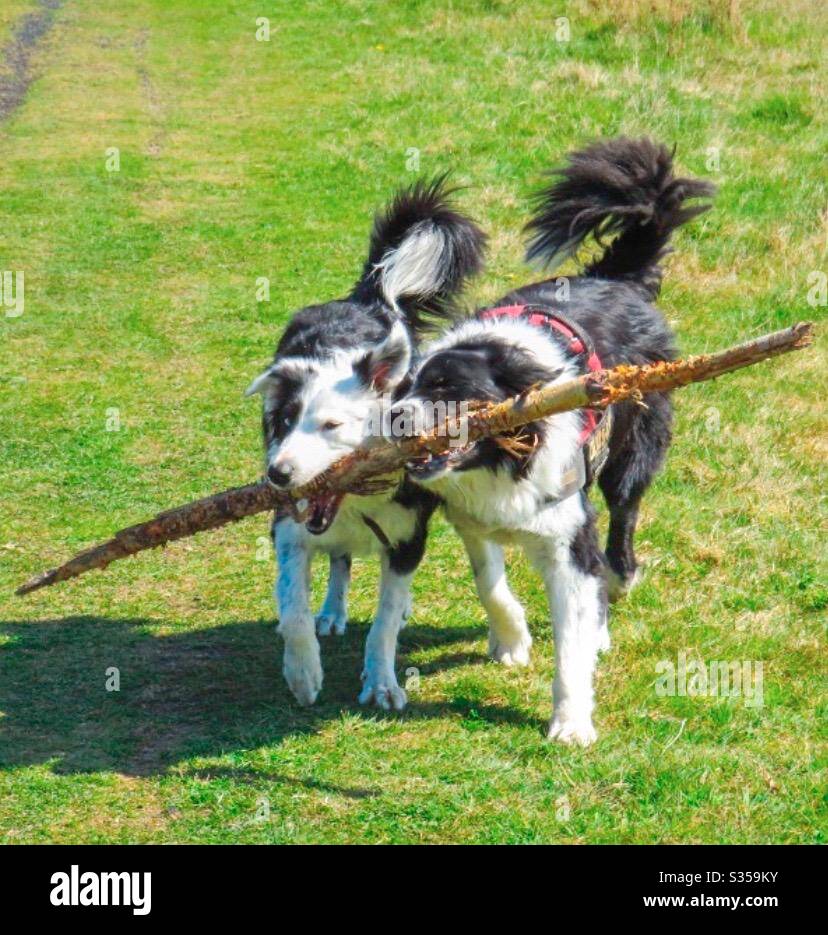 Countryside walks - Smartphone Captured Stock Image