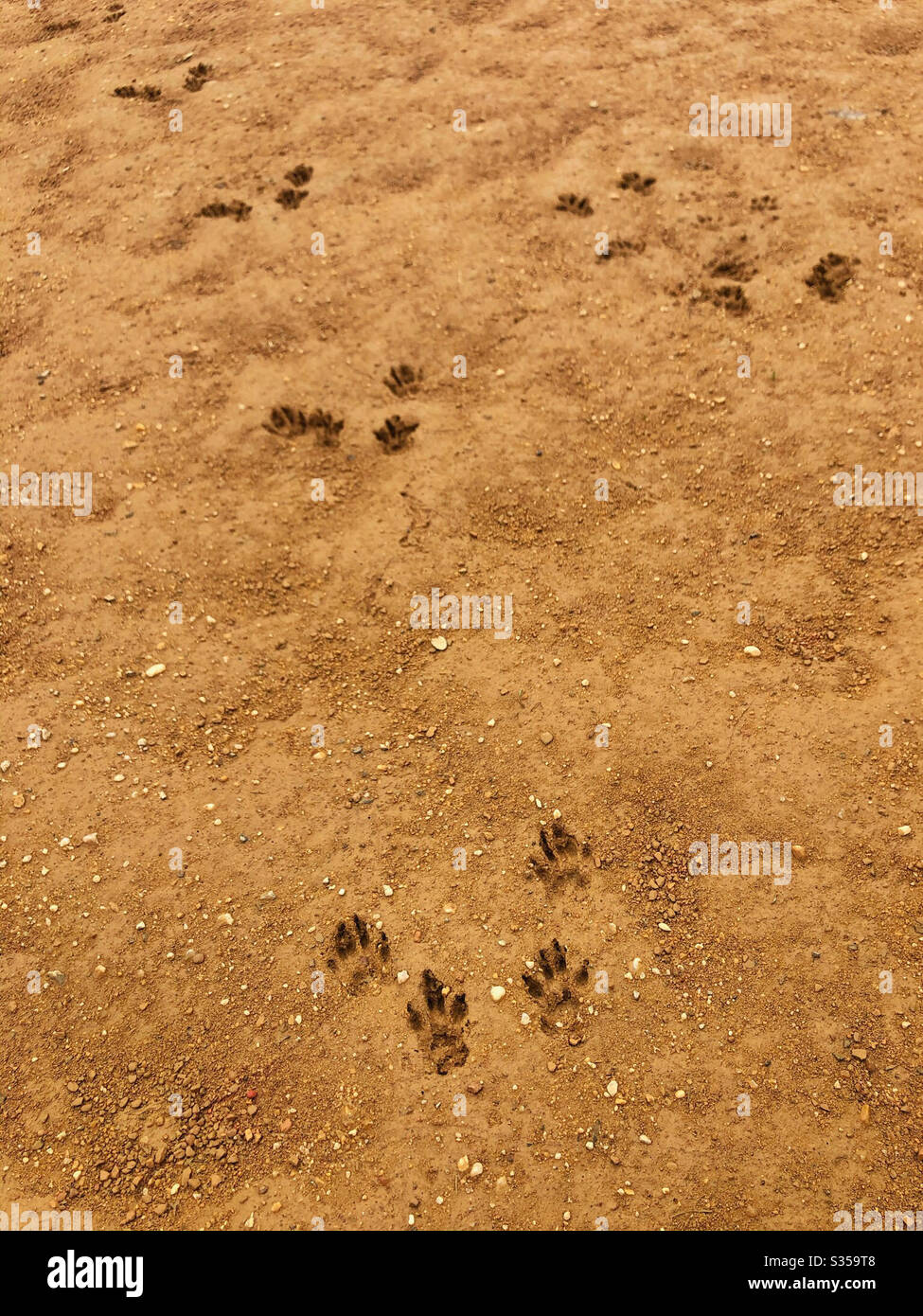 Raccoon paw prints hires stock photography and images Alamy