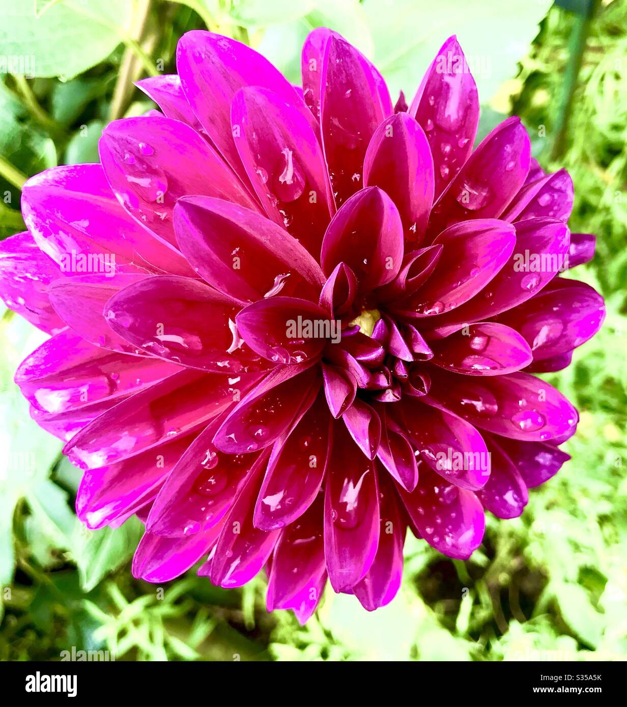 Dew drops on dahlia - Smartphone Captured Stock Image