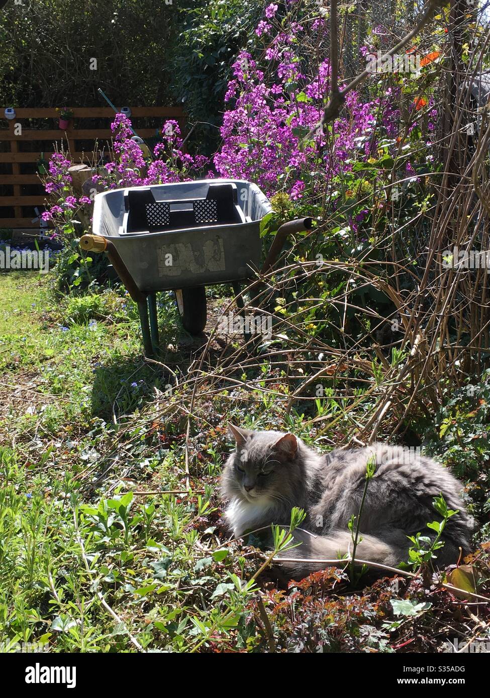 Cat relaxes in the spring sun Stock Photo