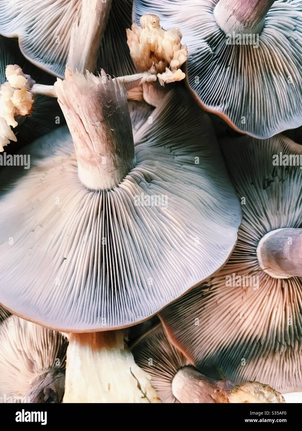 A harvest of wood blewit mushrooms (Clitocybe nuda) from Northumberland, England. Occasionally also known as Lepista nuda, these are an edible mushroom native to Europe and North America. Stock Photo