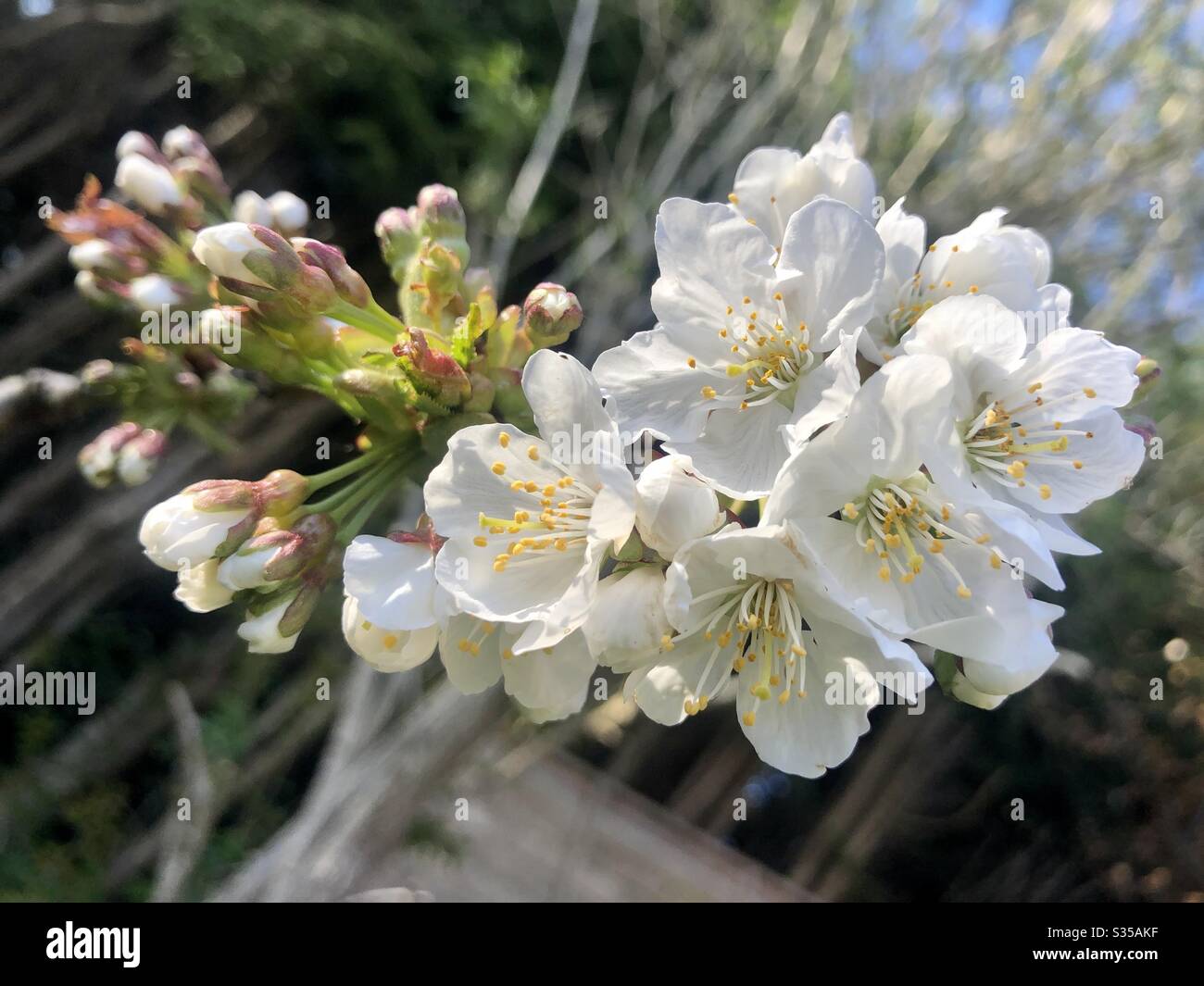 Cherry blossom Stock Photo