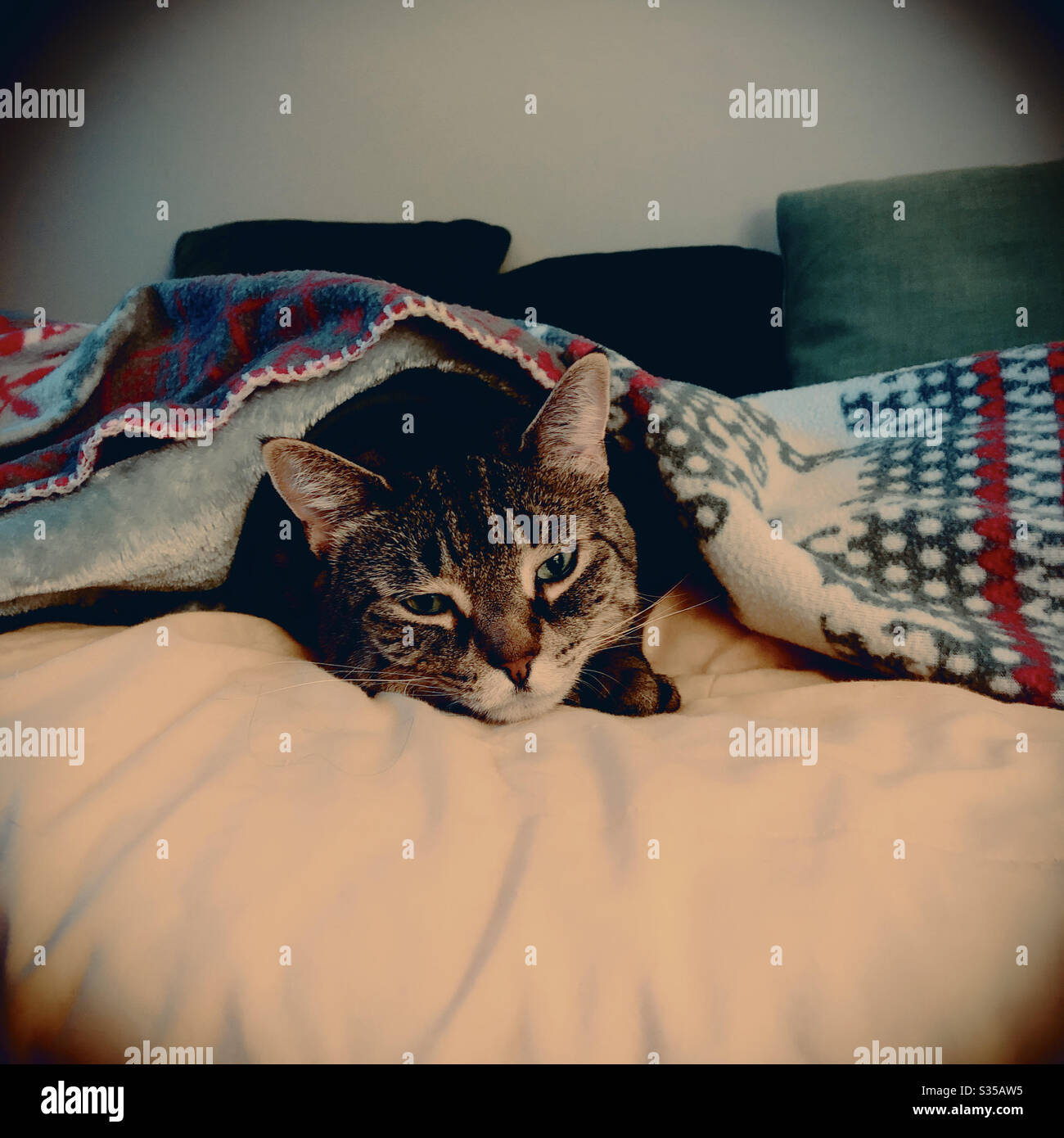 My cat under the covers looking sad or bored - Smartphone Captured Stock Image