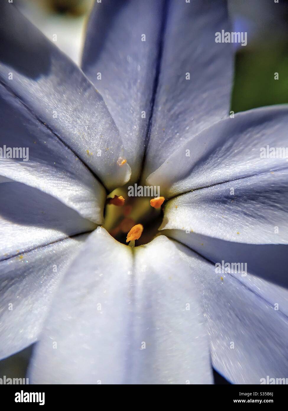 Macro of starflower. Tristagma uniflorum. Stock Photo