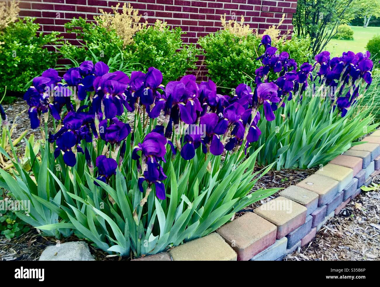 Purple irises - Smartphone Captured Stock Image