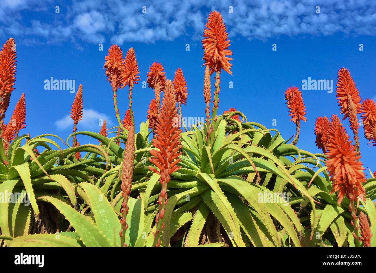 Red aloe blossoms - Smartphone Captured Stock Image