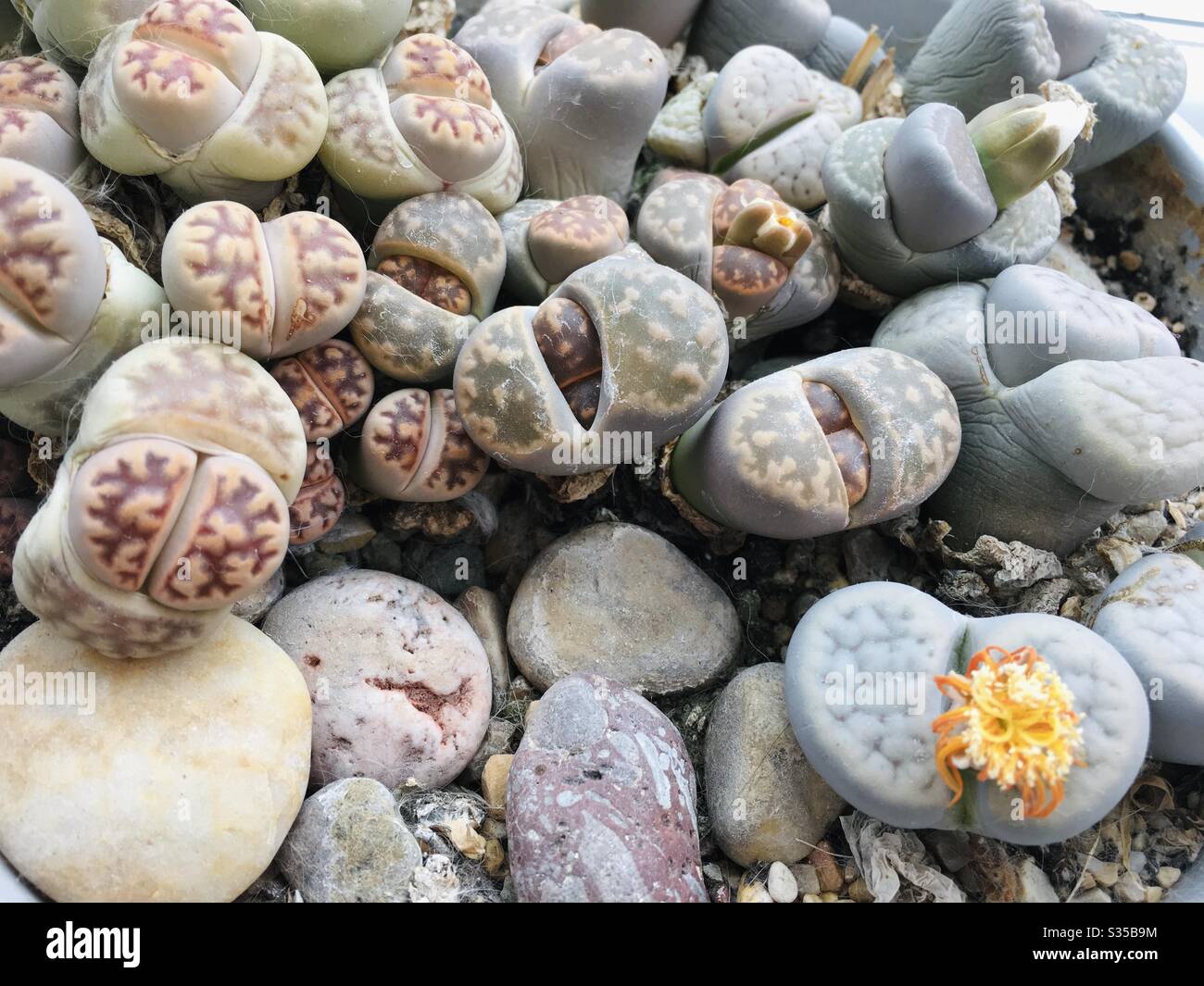 Living stone plants Stock Photo