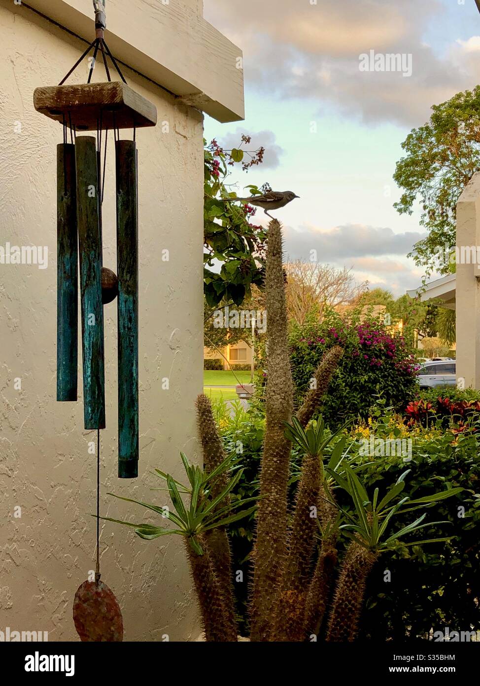 View from a window of a mocking bird sitting on a cactus in Florida, USA. - Smartphone Captured Stock Image
