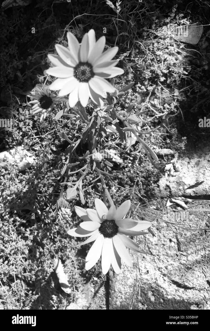 Black white, closeup, downward angle, yellow blossoms, daisy like, desert living,late morning light, nature, natural, flowers, weeds , unwanted plants Stock Photo