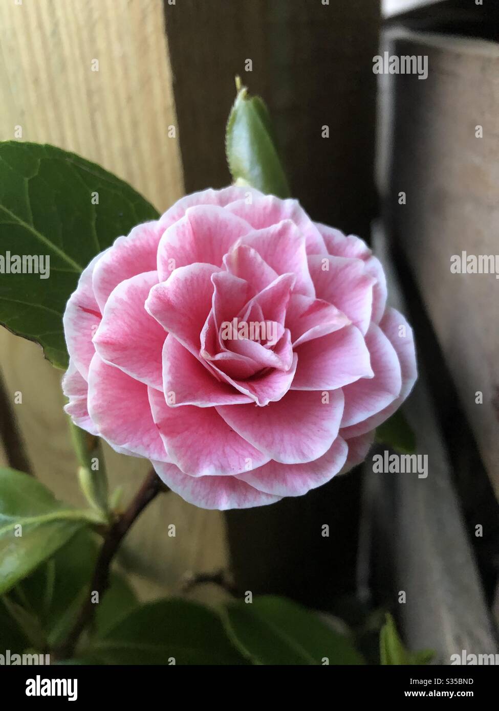 Perfection - Smartphone Captured Stock Image