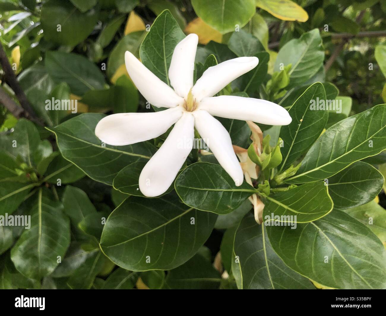 Hawaiian flower white flower tropical flower Hawaii Stock