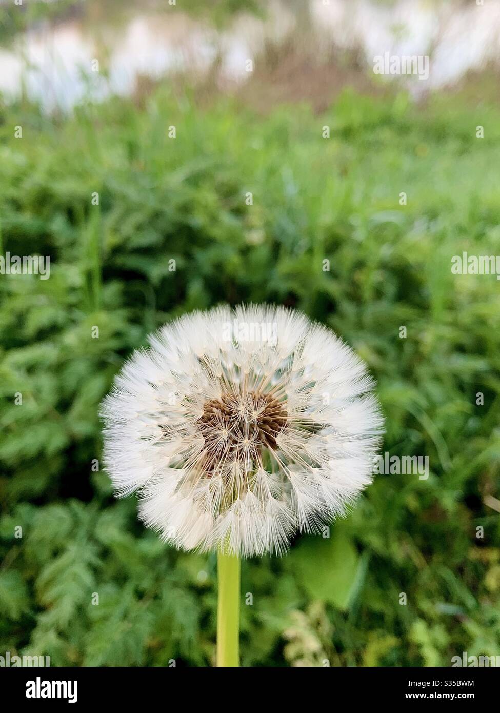 Dandelion Clock Stock Photo