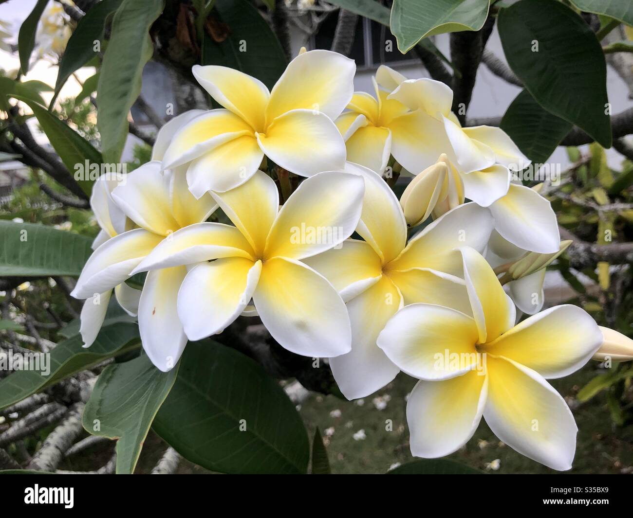 Plumeria Hawaiian Flower プルメリア ハワイの花 Stock Photo Alamy