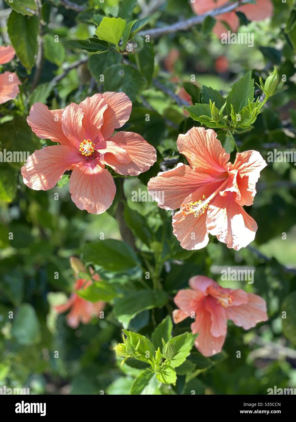 Bright orange hibiscus plant in full bloom Stock Photo Alamy