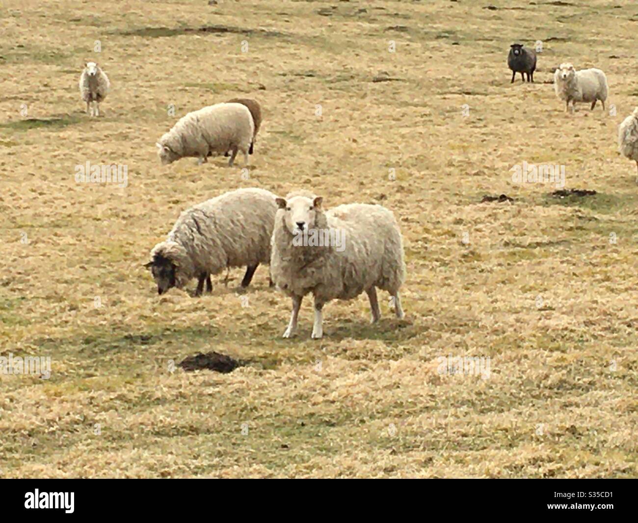 Staring sheep in field Stock Photo