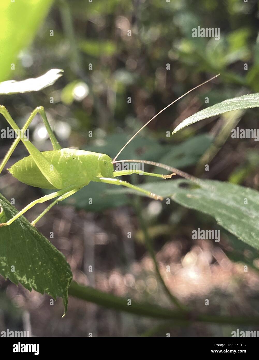 Stretching it out. Macro of a katydid stretching his legs out to get to a new leaf on forest plant Stock Photo