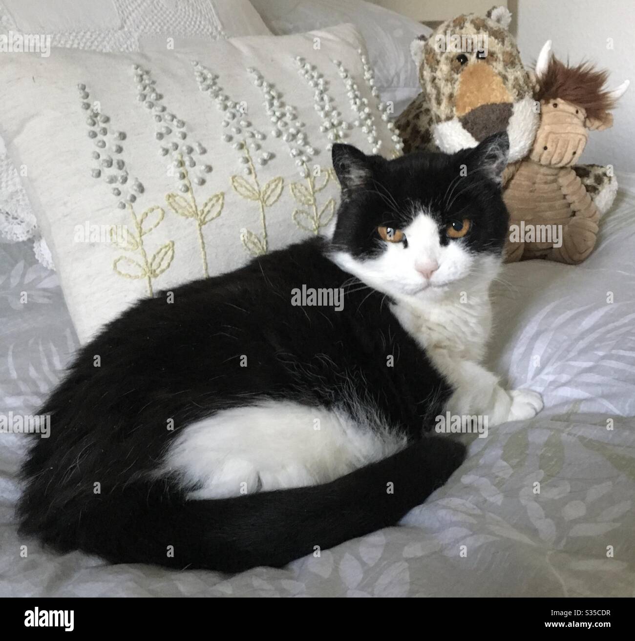 cat cuddly toy