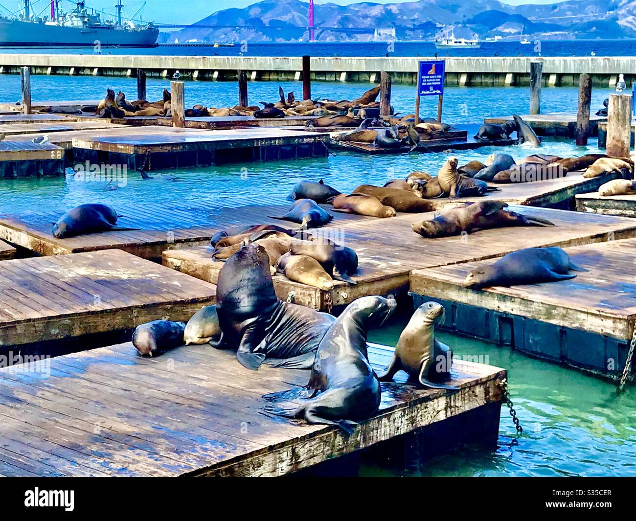 Fisherman's wharf sea lions San Francisco Stock Photo - Alamy